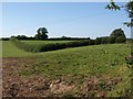 Field boundary near North Huish