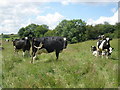 ST2614 : Cows, near Wheatlands Coppice by Roger Cornfoot