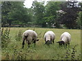 Young rams grazing in Aldwincle