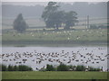 Geese near Islip