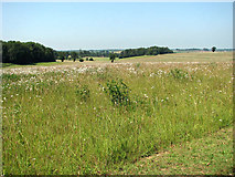 TG2404 : Boudica's Way - view west across wild flower meadow by Evelyn Simak