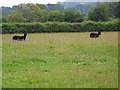 Black sheep, near Henstridge