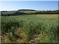 Field of oats west of Modbury