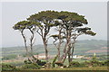 Trees near Boscawenoon Farm