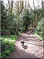 Wood Adjacent to Halton Lane