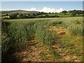 Oats at Crownhill Cross