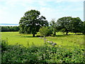 Pastoral view near Crymlyn