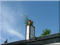 Chimney, antenna and tree