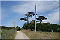 Fowey: above Menabilly Barton