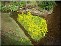 A floral islet