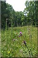 Spring Wood and Thistles