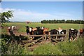 Inquisitive Cattle