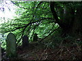 Shady graves above the church