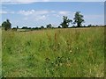 Footpath near Luckington