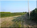 Frithwood Lane - Bridleway straight ahead