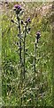 NJ8258 : Marsh Thistle (Cirsium palustre) by Anne Burgess
