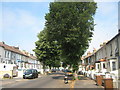 Trees on Copenhagen Road