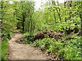 Fallen tree by bridleway, Wyre Forest