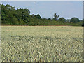 Wheatfield alongside the A52