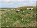 Small rock outcrop and Whittington Fell