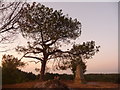 Matchams: trig point and almost overarching tree