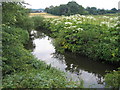 Giant Hog-Weed