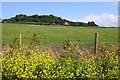 Field at Blue Anchor