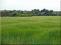 T0609 : Barley field: Churchtown, Co. Wexford by Dylan Moore