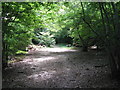 Logged fallen tree beside bridleway