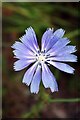 Wild Chicory