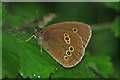 Ringlet