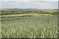 Field of wheat near Polgreen Vean