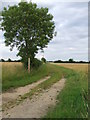 Footpath And Tree