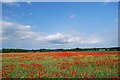 Field of Poppies