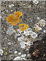 TM1994 : St Mary's church - lichens and mosses on stone by Evelyn Simak