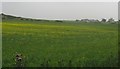 View southwards across cropland with Plas y Gwynt Farm in the background