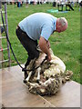 Lower Withington Rose Day - Sheep Shearing Demo