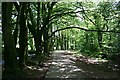 Footpath, Trees, River