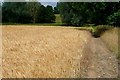 Footpath through the barley