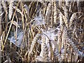 Webs in the corn