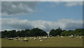 Sheep on Fetcham Downs, Surrey