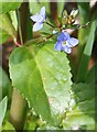 Brooklime (Veronica beccabunga)