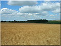 Farmland near Tibthorpe Grange