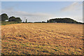 Toward New Mushton Farm and Keason Plantation - Pillaton