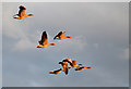 TM3860 : Flying geese over Marsh Farm by Dave Croker