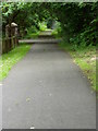 Pathway through Peatlands Park