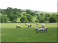 Lambs on the footpath