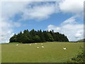 Peaceful grazing in the Scottish Borders