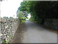 Leafy lane in Kirkton in the Scottish Borders