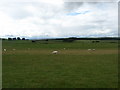 Sheep grazing at Nether Tofts